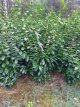 Prunus laurocerasus 'Novita' 150/+  B-kwaliteit