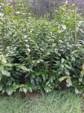 Prunus laurocerasus 'Novita' 150/+  B-kwaliteit