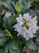 Rhododendron 'Cunningham's white' 80-100 Rhododendron 'Cunningham's white' 80-100