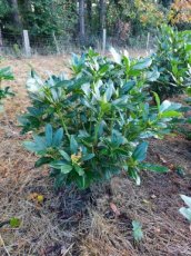 Rhododendron 'Cunningham's white' 80-100