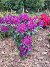 Rhododendron 'Marcel Menard' 80-100