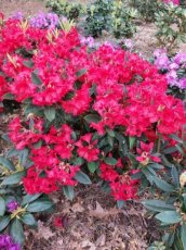 Rhododendron 'Vulcan Flame' 80-100